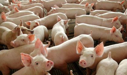 Importações de carne suína pela China saltam 170% em abril e batem recorde