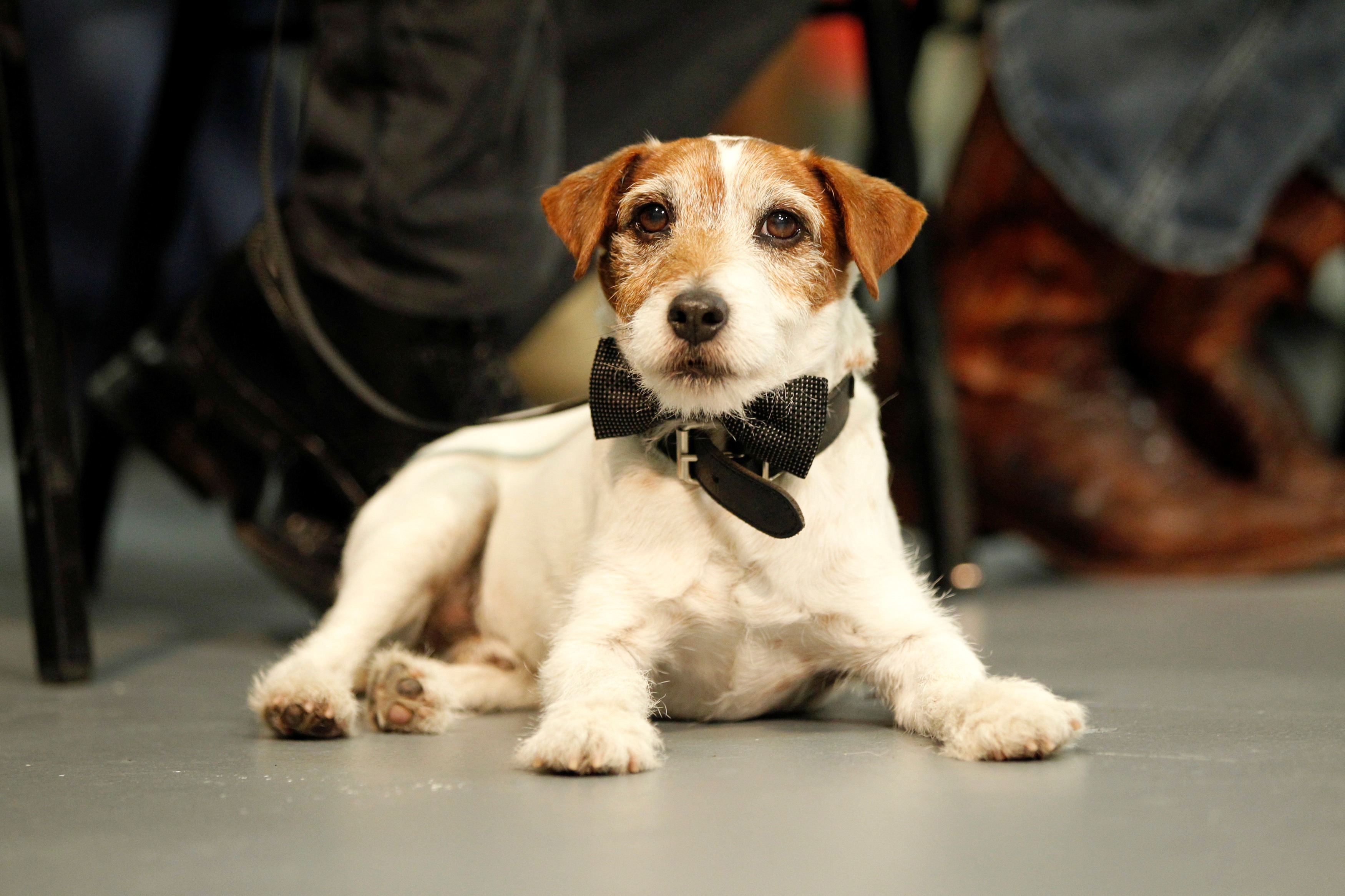 Uggie participa de cerimônia em Los Angeles