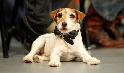 Uggie, famoso cachorro do filme “O Artista”, ganha prêmio em Cannes