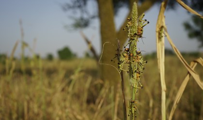 Ministério da Agricultura diz ter plano para acompanhar nuvem de gafanhotos