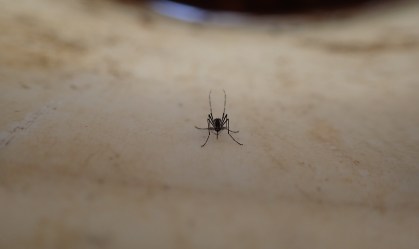 Como os mosquitos evoluíram — e se especializaram em picar pessoas?