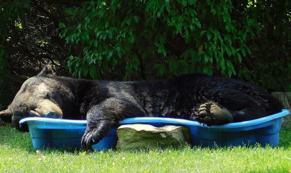 Grande urso preto ‘relaxa’ e cochila em piscina de casa nos EUA; veja vídeo