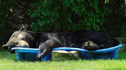 Grande urso preto ficou na piscina relaxando e cochilando por cerca de uma hora