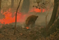 Onda de calor na Austrália resgata fantasma dos incêndios florestais que dizimaram a população de coalas no país