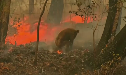 Onda de calor na Austrália resgata fantasma dos incêndios florestais que dizimaram a população de coalas no país