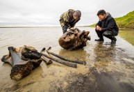 Esqueleto de mamute é encontrado em lago do Ártico na Rússia
