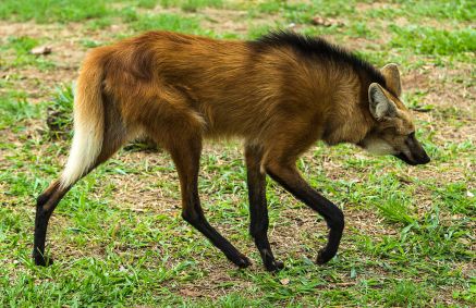 Lobo-guará, animal que vai estampar a nova nota de R$ 200