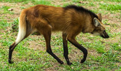 Lobo-guará, animal que vai estampar a nova nota de R$ 200