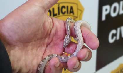 Polícia Civil do Distrito Federal apreende mais dez serpentes na Operação Snake