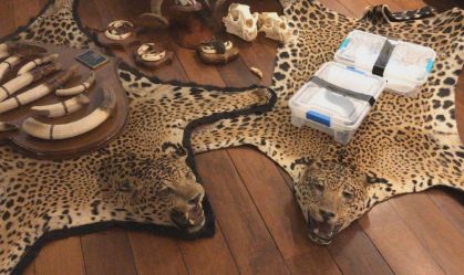 PF prende 4 suspeitos de tráfico de animais, em operação em cinco estados