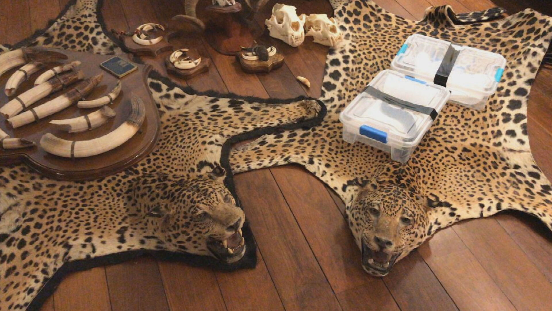 PF investiga tráfico internacional de animais em cinco estados