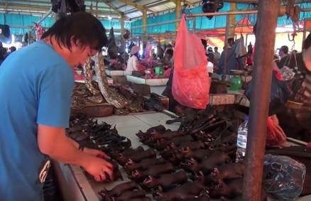 Morcegos são vendidos em mercado de animais exóticos na Indonésia