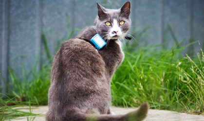 Gatos domésticos livres causam danos à vida selvagem, aponta estudo