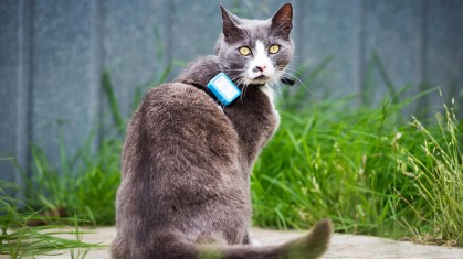 Gato com GPS na coleira participou de pesquisa sobre ataques à vida selvagem