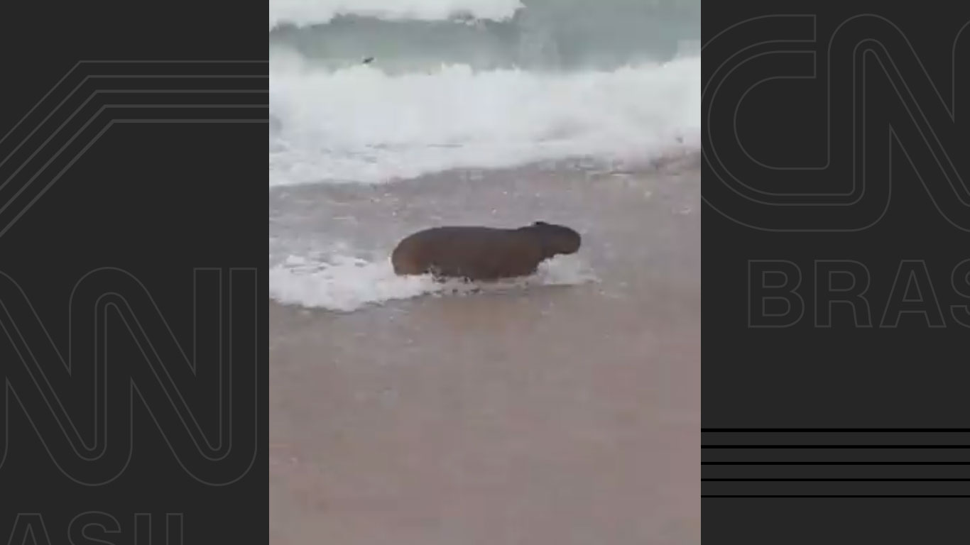 Capivara foi resgatada na praia do Leblon