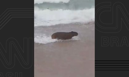 Capivara é resgatada na praia do Leblon, no Rio de Janeiro