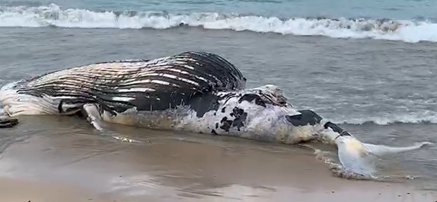 Baleia jubarte em Búzios (RJ)