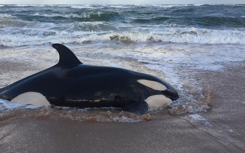 Baleia Orca Encalhada