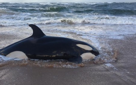 Baleia Orca Encalhada