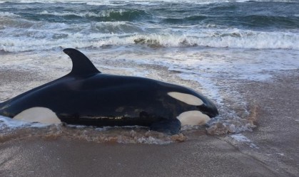Filhote de orca encalha no litoral norte da Bahia