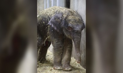 Bebê elefante morre 27 dias após nascer no zoológico nos EUA