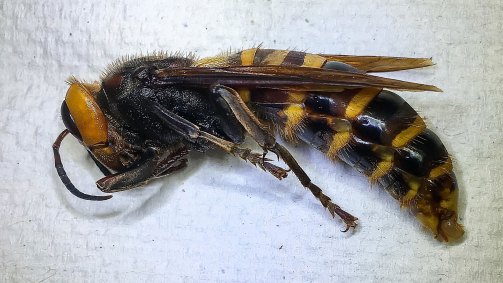 A vespa gigante asiática, chamada de vespa assassina