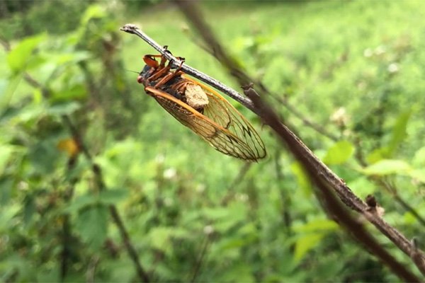 As "cigarras zumbis” ficam sob a influência do Massospora