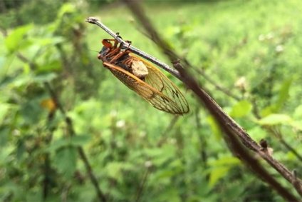 As "cigarras zumbis” ficam sob a influência do Massospora