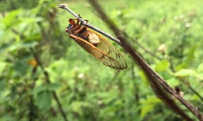 ‘Cigarras zumbis’: fungo controla mente de insetos e os obriga a infectar outros