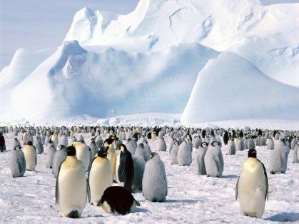 Vários pinguins imperadores