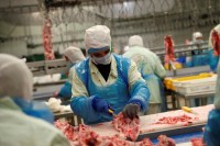 Apesar de gripe aviária, MBRF tem receita recorde de R$ 164 bilhões em 2025