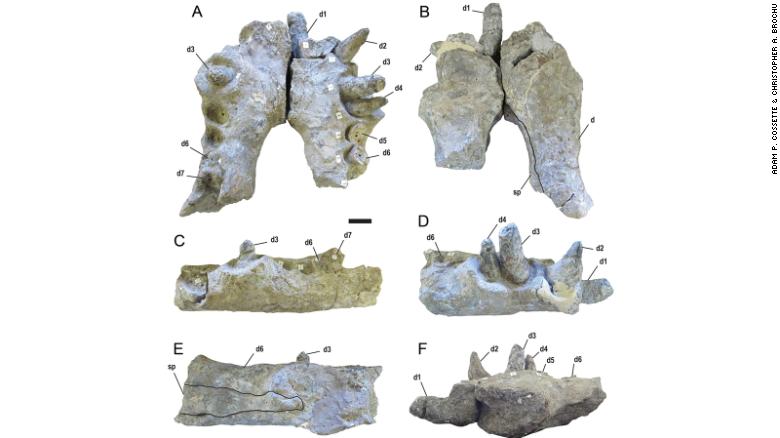 Dentições fossilizadas de crocodilo gigante