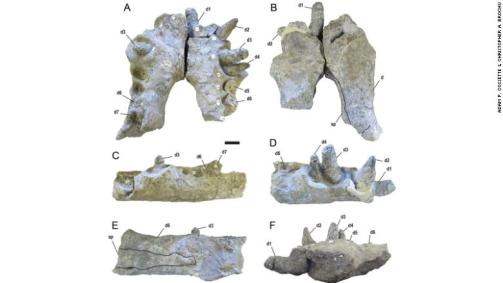 Dentições fossilizadas de crocodilo gigante
