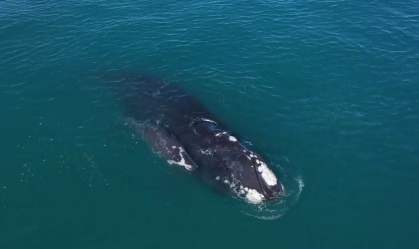 Baleia-franca e filhote foram vistos na costa do Rio