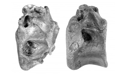 Cientistas descobrem nova espécie de dinossauro relacionada ao tiranossauro rex