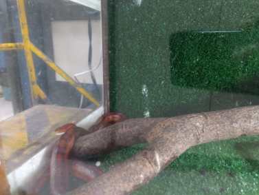 Cobra apreendida no RJ