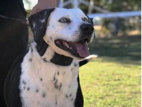 Sinatra, um dos cães treinados em estudo da UFRPE