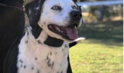 Estudo pernambucano utiliza cães para identificação precoce da Covid-19