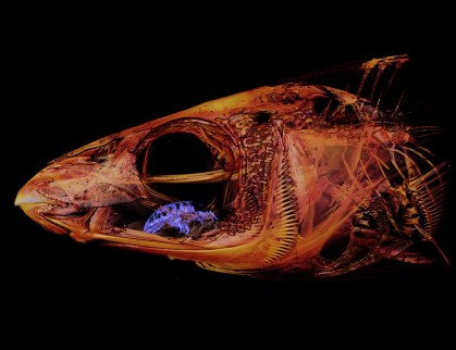 Peixe com parasita no lugar de língua