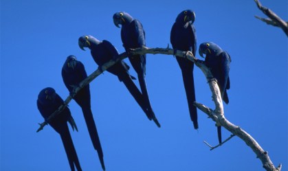 Maior refúgio mundial de araras-azuis é destruído pelo fogo no Pantanal