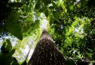 Amazônia quer discutir desenvolvimento sustentável, diz governador do Pará