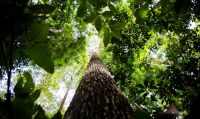 Efeito Trump sobre investimento verde deve ser temporário, dizem agentes