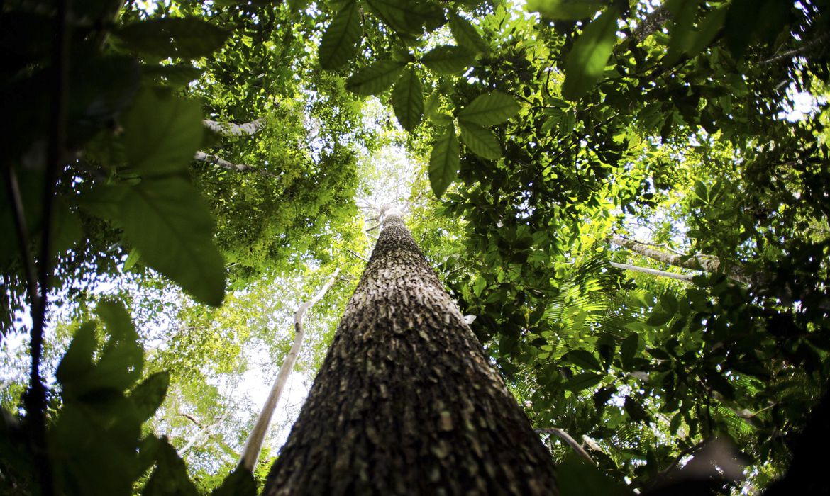 vegetação da floresta amazônica