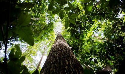 vegetação da floresta amazônica