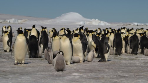 Pinguins apareceram na Austrália e na Nova Zelândia 22 milhões de anos