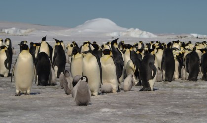 Pinguins apareceram na Austrália e na Nova Zelândia 22 milhões de anos