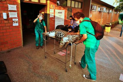 Onça-pintada resgatada de incêndio no Mato Grosso