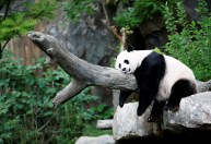 Como bactérias intestinais ajudam pandas a comerem apenas bambu e manterem peso