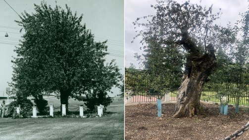 Velha Macieira em dois momentos: imagem histórica, sem data, e em foto de 2020