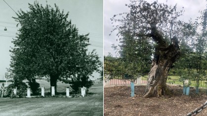 Velha Macieira em dois momentos: imagem histórica, sem data, e em foto de 2020